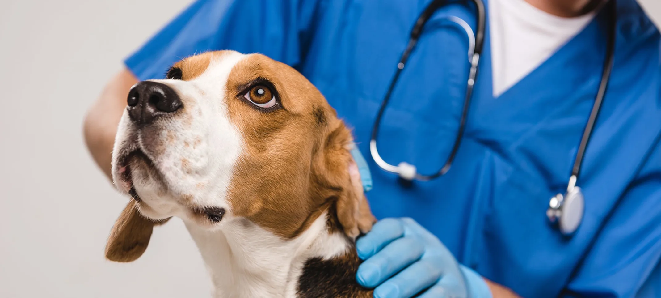 A brown and white beagle being seen by veterinarian in blue uniform